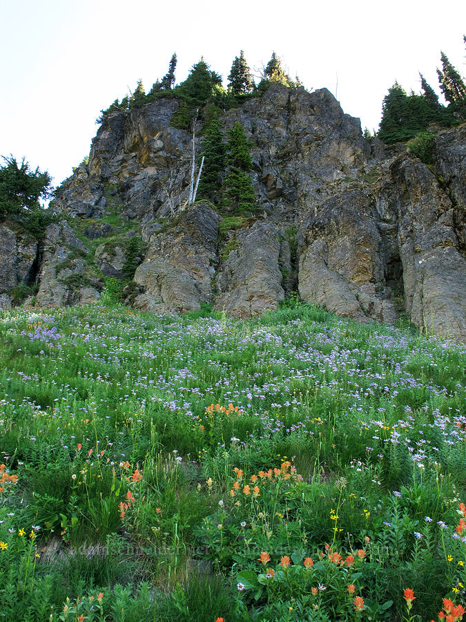 asters & paintbrush (Doellingeria ledophylla (Eucephalus ledophyllus) (Aster ledophyllus), Castilleja sp.) [Goat Ridge Trail, Goat Rocks Wilderness, Lewis County, Washington]