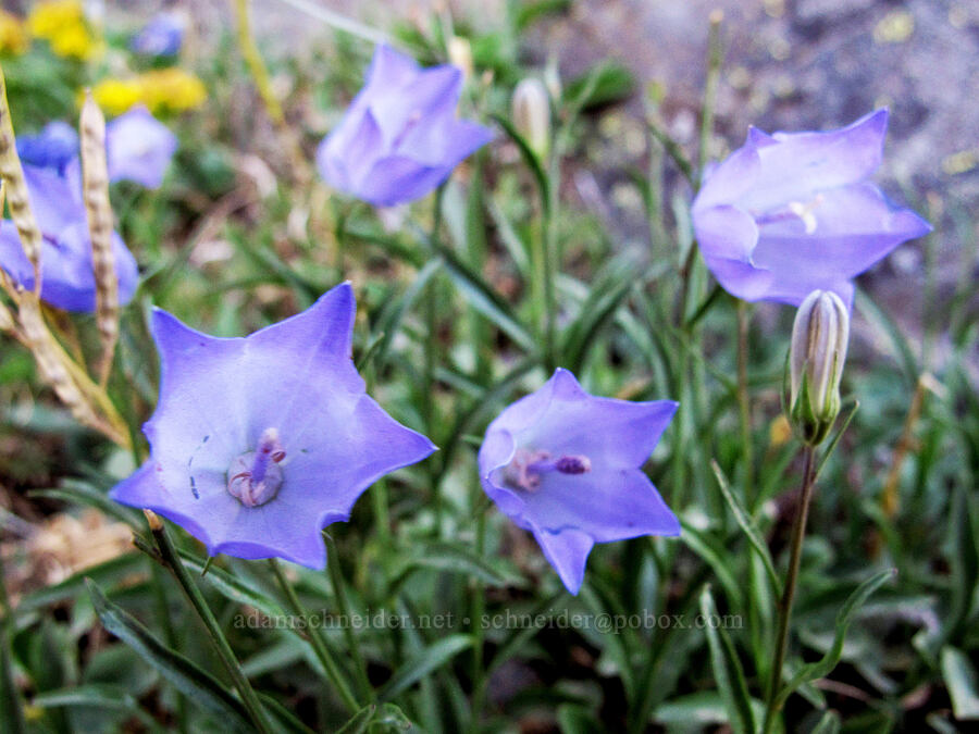 harebells (Campanula petiolata (Campanula rotundifolia)) [Goat Ridge Trail, Goat Rocks Wilderness, Lewis County, Washington]