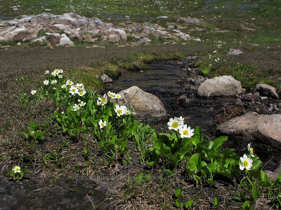 white marsh-marigolds (Caltha leptosepala var. leptosepala) [Jordan Basin, Goat Rocks Wilderness, Lewis County, Washington]