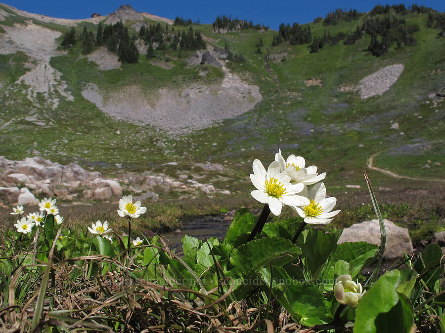 white marsh-marigolds (Caltha leptosepala var. leptosepala) [Jordan Basin, Goat Rocks Wilderness, Lewis County, Washington]