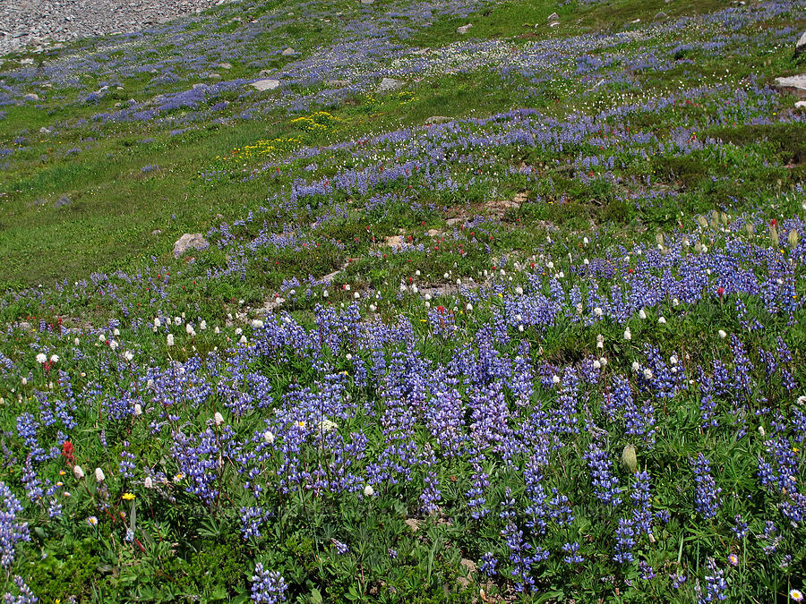 wildflowers (Lupinus latifolius, Bistorta bistortoides (Polygonum bistortoides), Anemone occidentalis (Pulsatilla occidentalis), Castilleja parviflora var. oreopola) [Jordan Basin, Goat Rocks Wilderness, Lewis County, Washington]