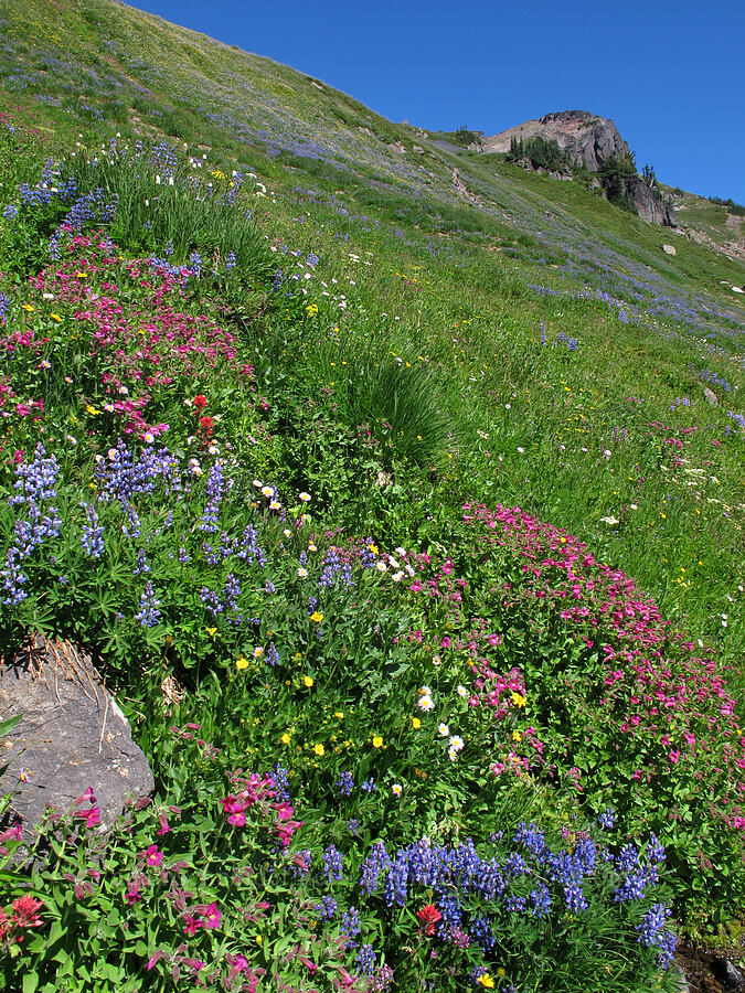 wildflowers (Lupinus latifolius, Erythranthe lewisii (Mimulus lewisii), Potentilla flabellifolia, Erigeron glacialis var. glacialis, Castilleja parviflora var. oreopola) [Lily Basin Trail, Goat Rocks Wilderness, Lewis County, Washington]