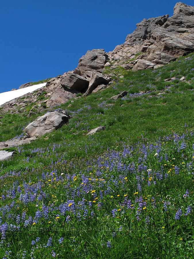 lupines & arnica (Lupinus latifolius, Arnica sp.) [Lily Basin Trail, Goat Rocks Wilderness, Lewis County, Washington]