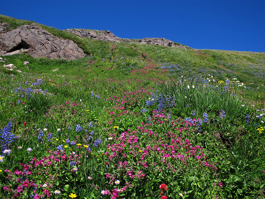 wildflowers (Erythranthe lewisii (Mimulus lewisii), Lupinus latifolius, Potentilla flabellifolia, Bistorta bistortoides (Polygonum bistortoides), Castilleja parviflora var. oreopola) [Lily Basin Trail, Goat Rocks Wilderness, Lewis County, Washington]