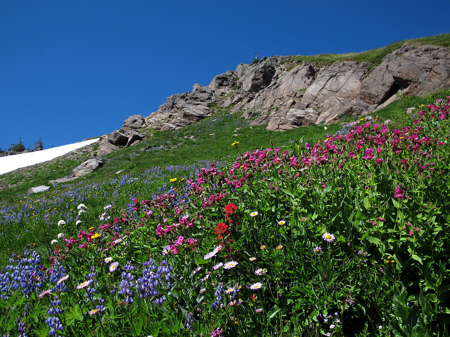 wildflowers (Erythranthe lewisii (Mimulus lewisii), Castilleja parviflora var. oreopola, Erigeron glacialis var. glacialis, Valeriana sitchensis, Arnica sp., Lupinus latifolius) [Lily Basin Trail, Goat Rocks Wilderness, Lewis County, Washington]