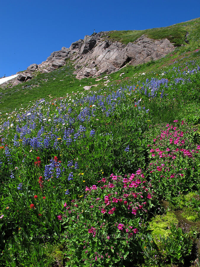 wildflowers (Erythranthe lewisii (Mimulus lewisii), Lupinus latifolius, Castilleja parviflora var. oreopola, Valeriana sitchensis) [Lily Basin Trail, Goat Rocks Wilderness, Lewis County, Washington]
