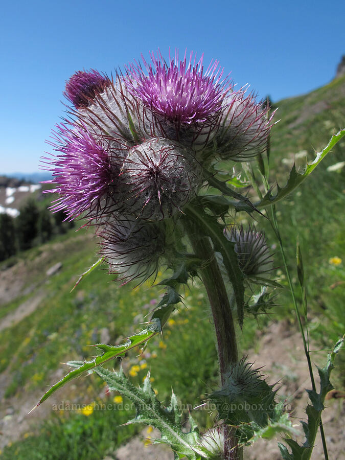 edible thistle (Cirsium edule) [Lily Basin Trail, Goat Rocks Wilderness, Lewis County, Washington]