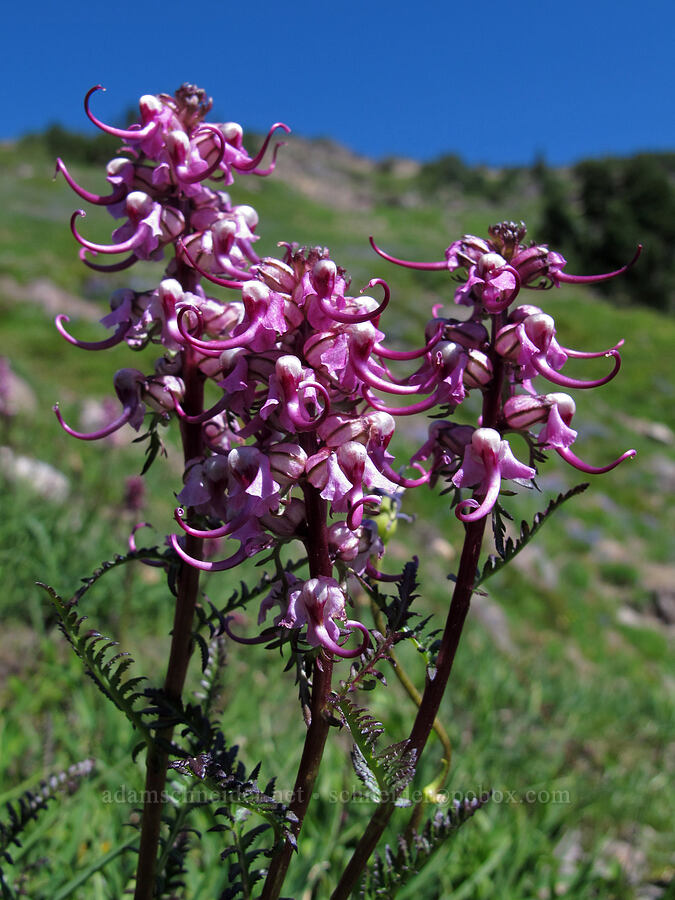 elephant's head lousewort (Pedicularis groenlandica) [Lily Basin Trail, Goat Rocks Wilderness, Lewis County, Washington]