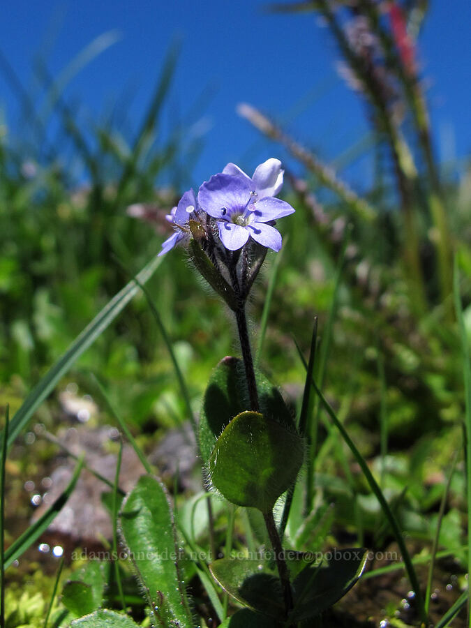 alpine speedwell (Veronica wormskjoldii) [Lily Basin Trail, Goat Rocks Wilderness, Lewis County, Washington]