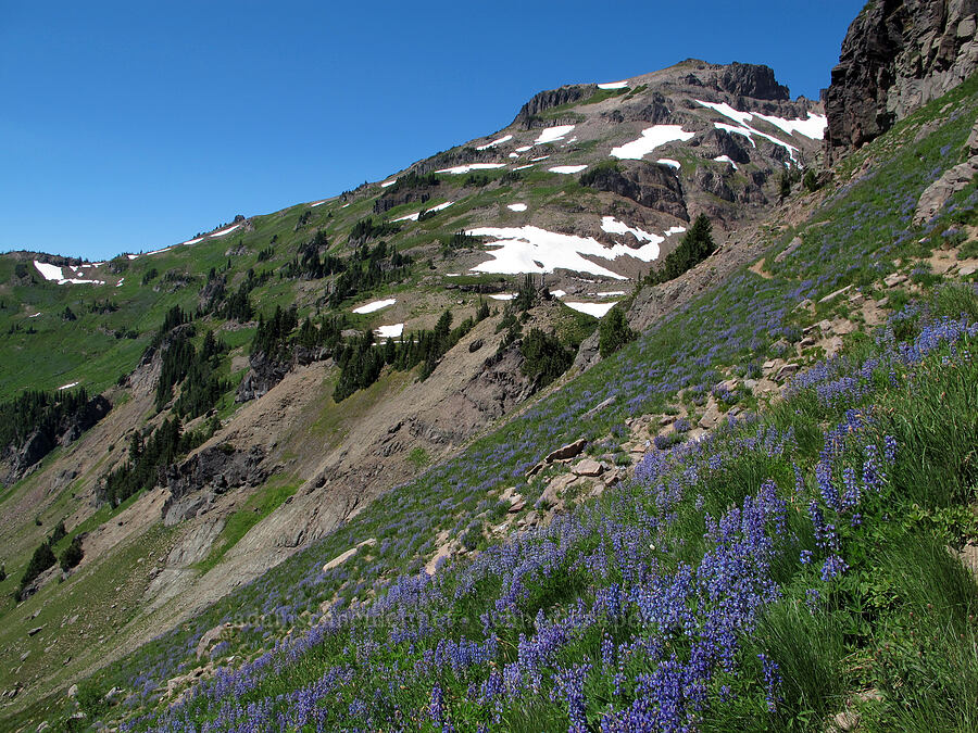 Hawkeye Point & lupines [Lily Basin Trail, Goat Rocks Wilderness, Lewis County, Washington]