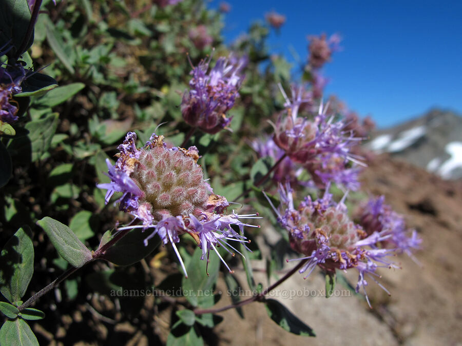 mountain penny-royal (Monardella odoratissima) [Goat Ridge saddle, Goat Rocks Wilderness, Lewis County, Washington]