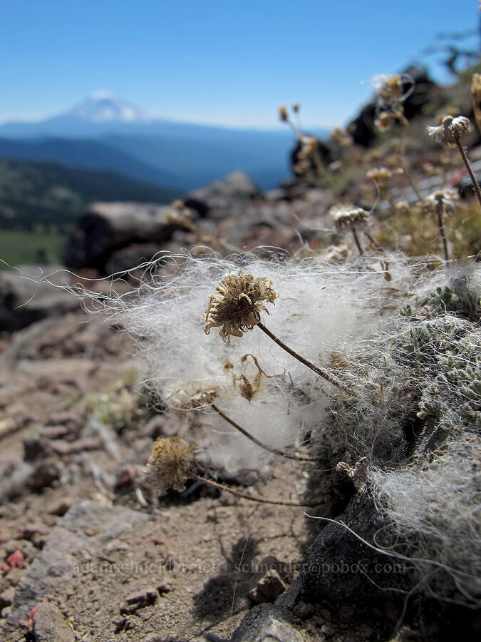 mountain goat fur (Oreamnos americanus) [Goat Ridge saddle, Goat Rocks Wilderness, Lewis County, Washington]