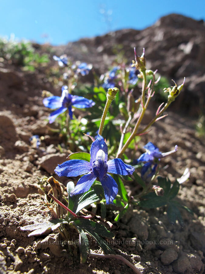 rockslide larkspur (Delphinium glareosum) [Goat Ridge saddle, Goat Rocks Wilderness, Lewis County, Washington]