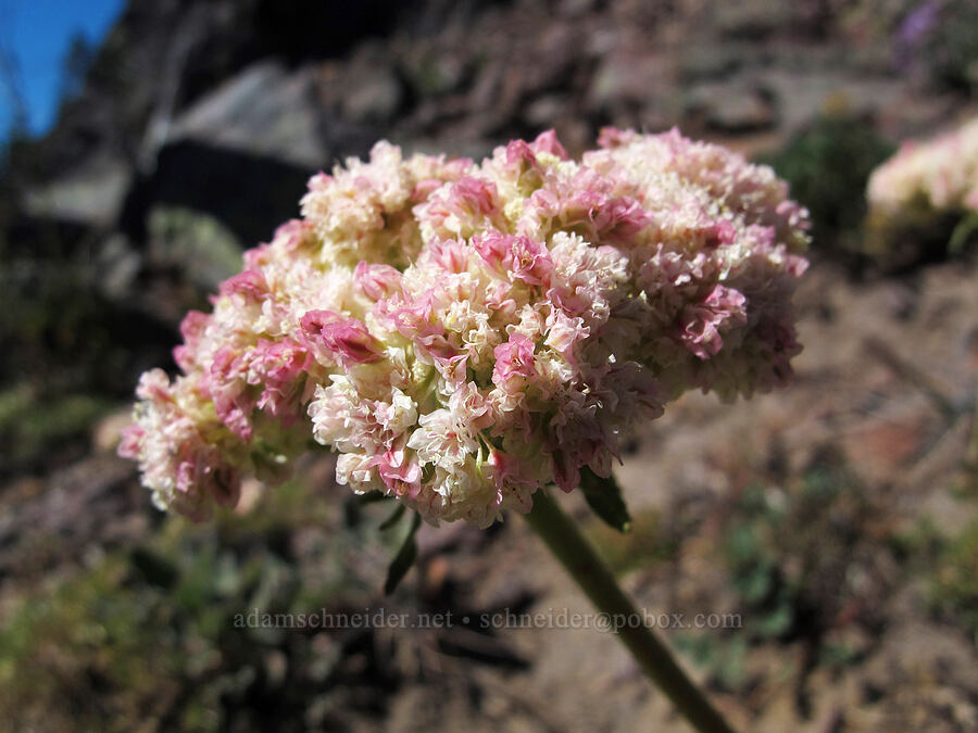 heart-leaf buckwheat (Eriogonum compositum) [Goat Ridge saddle, Goat Rocks Wilderness, Lewis County, Washington]