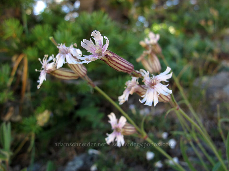 Parry's catchfly (Silene parryi) [Goat Ridge saddle, Goat Rocks Wilderness, Lewis County, Washington]