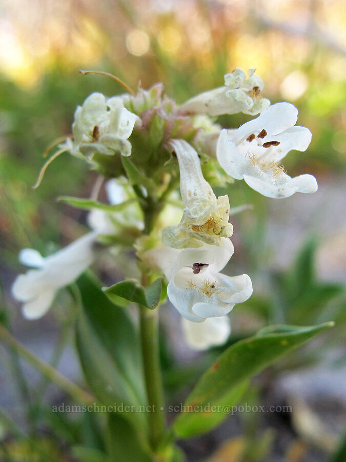 pale yellow penstemon (Penstemon confertus) [Goat Ridge saddle, Goat Rocks Wilderness, Lewis County, Washington]