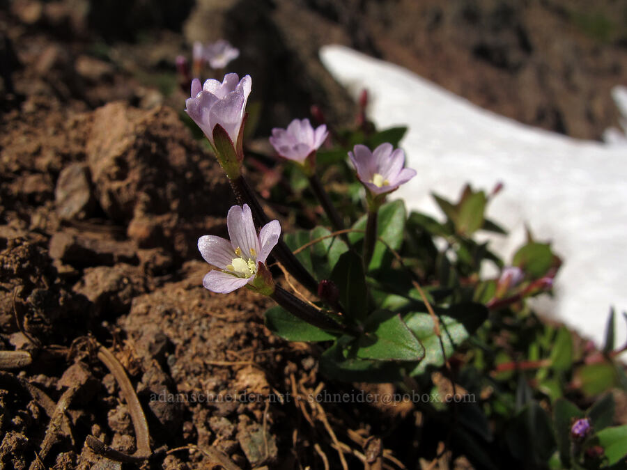 talus willow-herb (Epilobium clavatum) [Goat Ridge saddle, Goat Rocks Wilderness, Lewis County, Washington]