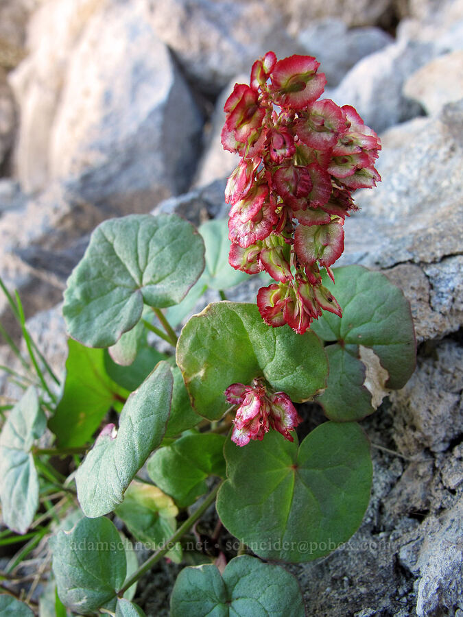 mountain sorrel (Oxyria digyna) [Goat Ridge saddle, Goat Rocks Wilderness, Lewis County, Washington]