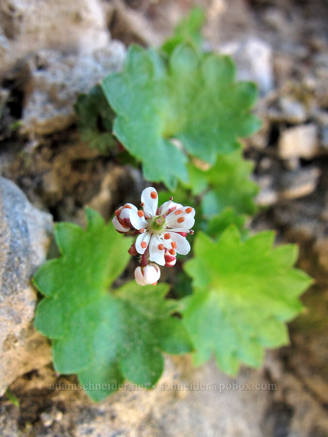 Nelson's saxifrage (Micranthes nelsoniana (Saxifraga nelsoniana)) [Goat Ridge saddle, Goat Rocks Wilderness, Lewis County, Washington]