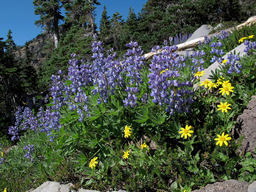 lupines & arnica (Lupinus latifolius, Arnica latifolia) [Goat Ridge, Goat Rocks Wilderness, Lewis County, Washington]