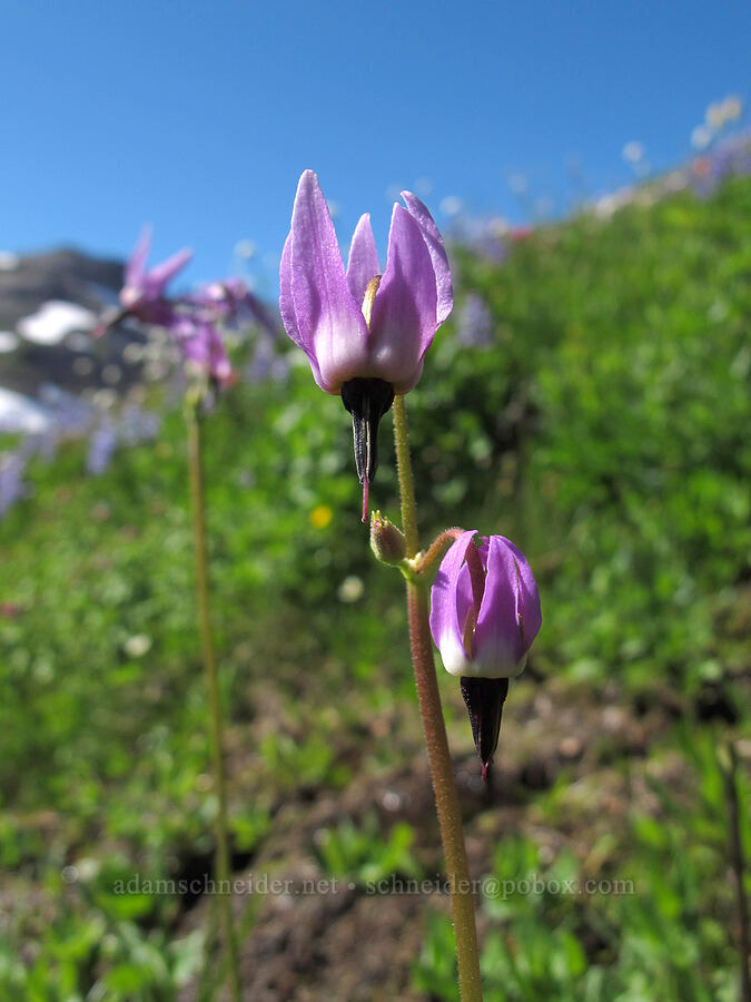 shooting stars (Dodecatheon jeffreyi (Primula jeffreyi)) [Lily Basin Trail, Goat Rocks Wilderness, Lewis County, Washington]