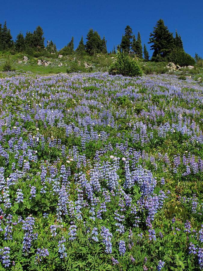 lupines above the trail (Lupinus latifolius) [Lily Basin Trail, Goat Rocks Wilderness, Lewis County, Washington]