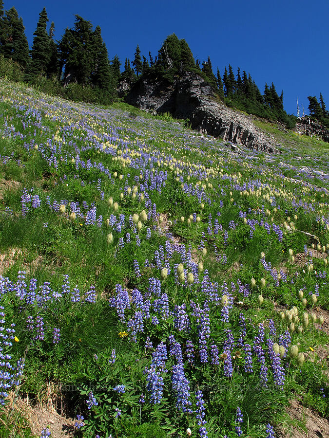 lupines & pasqueflowers (Lupinus latifolius, Anemone occidentalis (Pulsatilla occidentalis)) [Lily Basin Trail, Goat Rocks Wilderness, Lewis County, Washington]