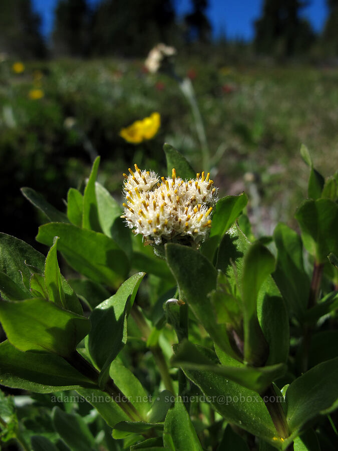 woolly pussy-toes (Antennaria lanata) [Lily Basin Trail, Goat Rocks Wilderness, Lewis County, Washington]