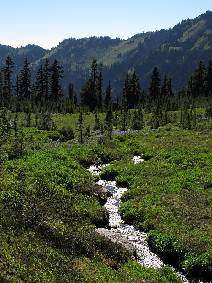 backlit stream [Lily Basin Trail, Goat Rocks Wilderness, Lewis County, Washington]