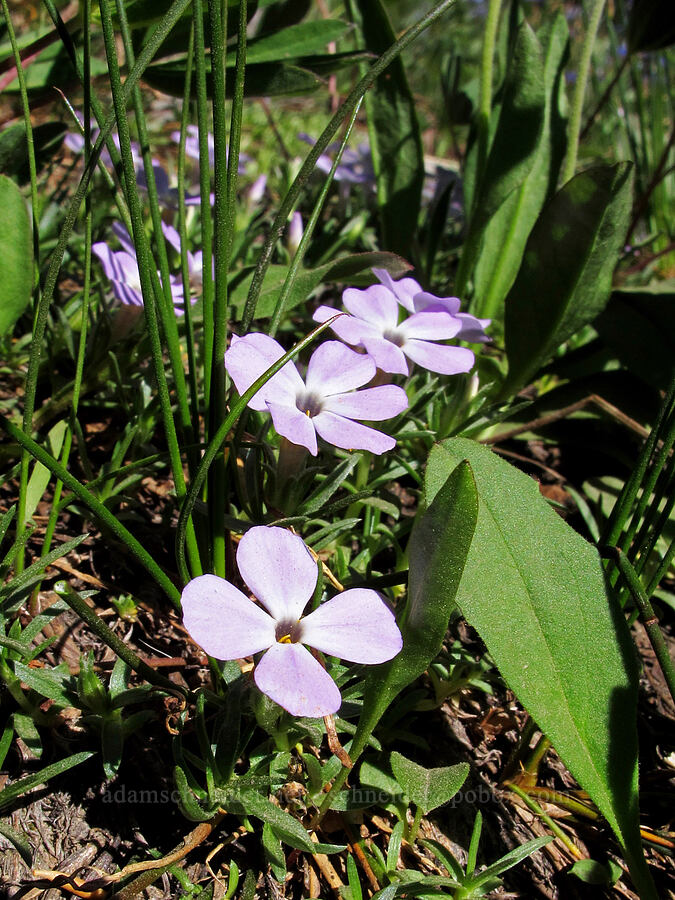 spreading phlox (Phlox diffusa) [Lily Basin Trail, Goat Rocks Wilderness, Lewis County, Washington]