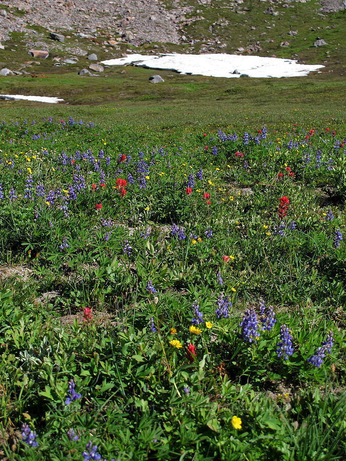 wildflowers (Lupinus latifolius, Castilleja parviflora var. oreopola, Potentilla flabellifolia) [Lily Basin Trail, Goat Rocks Wilderness, Lewis County, Washington]