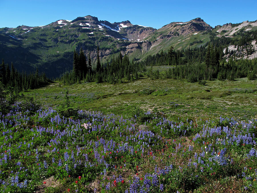 Goat Ridge & wildflowers (Lupinus latifolius, Castilleja parviflora var. oreopola, Bistorta bistortoides (Polygonum bistortoides)) [Lily Basin Trail, Goat Rocks Wilderness, Lewis County, Washington]