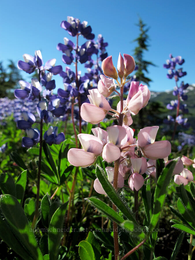 pink lupines (Lupinus latifolius) [Lily Basin Trail, Goat Rocks Wilderness, Lewis County, Washington]