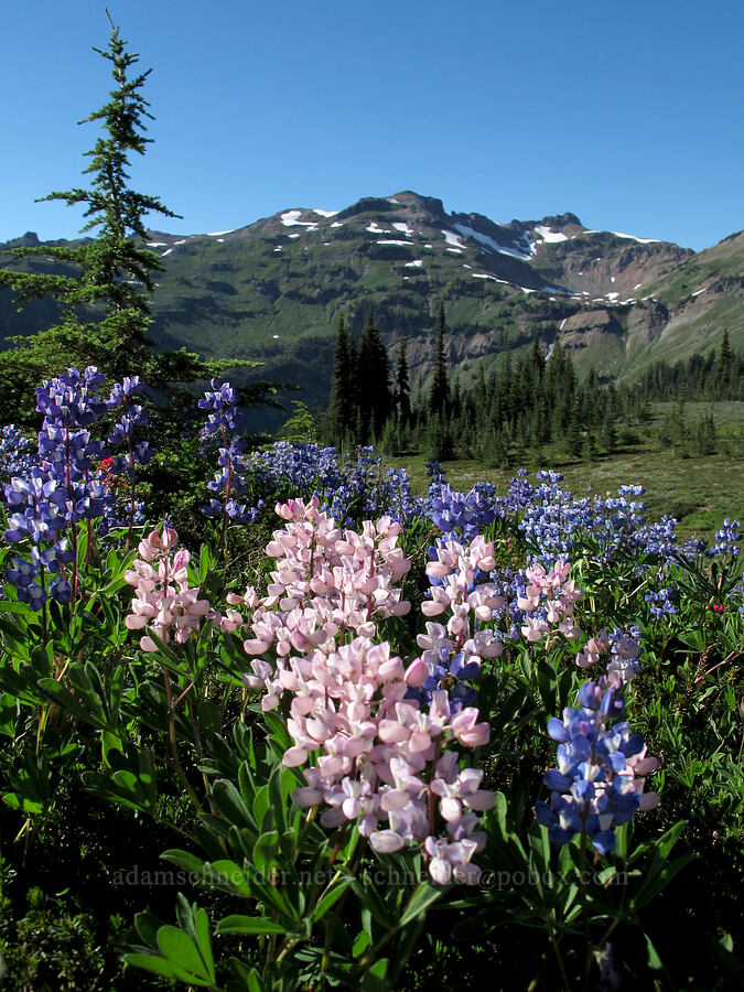 pink lupines (Lupinus latifolius) [Lily Basin Trail, Goat Rocks Wilderness, Lewis County, Washington]
