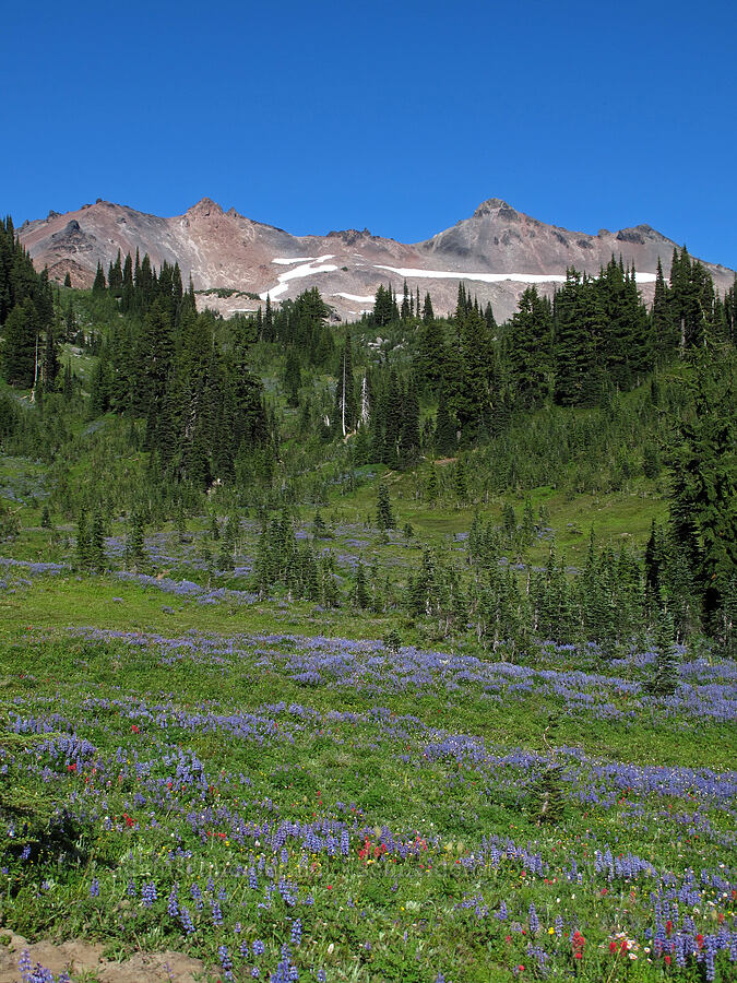 Ives Peak & lupines [Snowgrass Flat, Goat Rocks Wilderness, Lewis County, Washington]