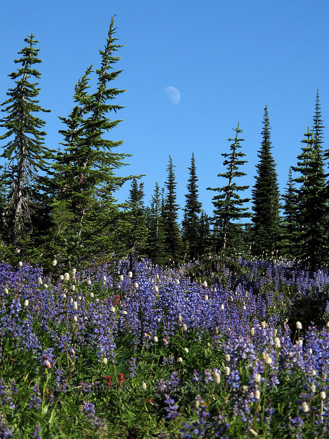 moon & wildflowers (Lupinus latifolius, Bistorta bistortoides (Polygonum bistortoides), Castilleja parviflora var. oreopola) [Snowgrass Flat, Goat Rocks Wilderness, Lewis County, Washington]