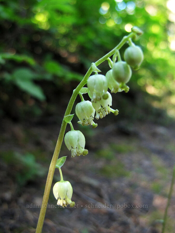 one-sided wintergreen (Orthilia secunda (Pyrola secunda)) [Snowgrass Trail, Goat Rocks Wilderness, Lewis County, Washington]