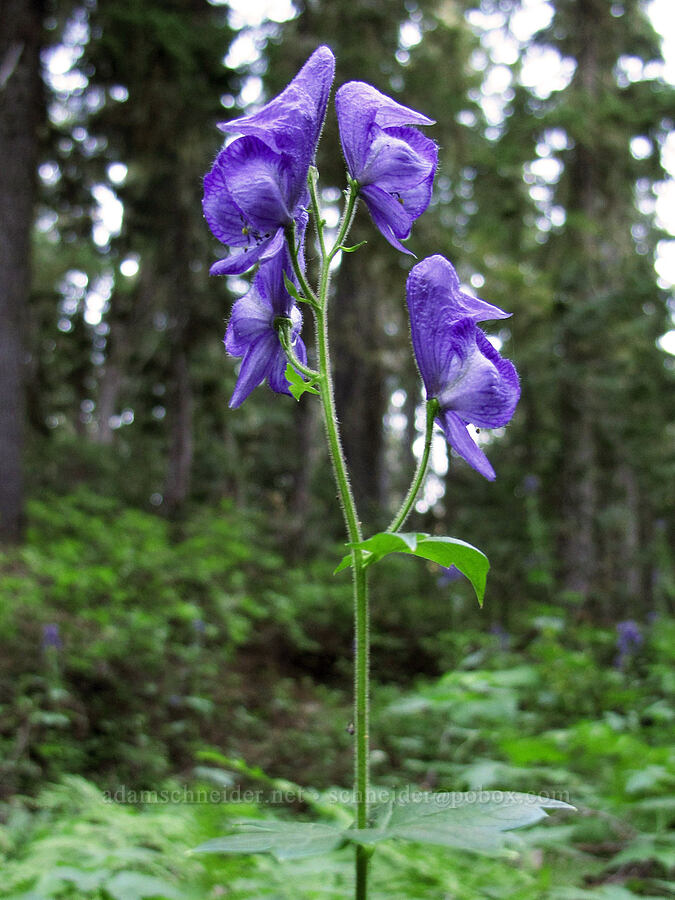 monkshood (Aconitum columbianum) [Snowgrass Trail, Goat Rocks Wilderness, Lewis County, Washington]