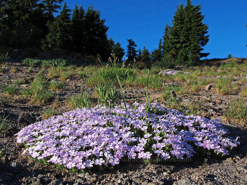 phlox [Timberline Lodge, Mt. Hood National Forest, Clackamas County, Oregon]