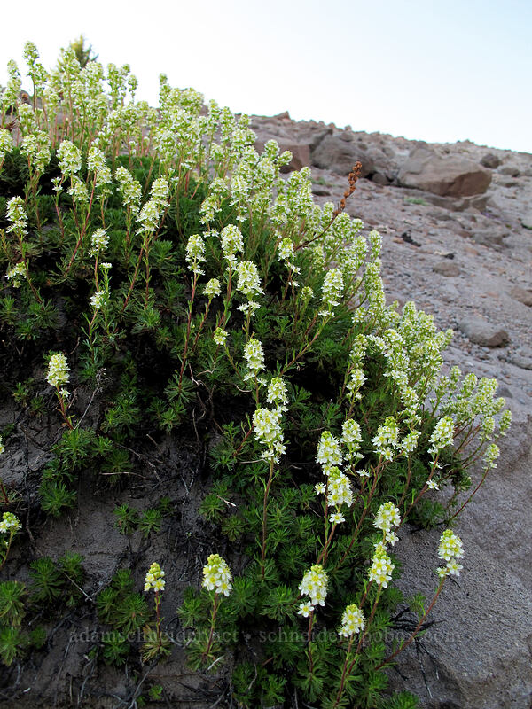 partridgefoot (Luetkea pectinata) [Timberline Trail/PCT, Mt. Hood Wilderness, Clackamas County, Oregon]