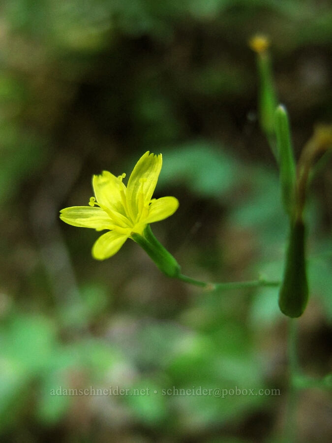 wall lettuce (Mycelis muralis (Lactuca muralis)) [South Breitenbush Trail, Mt. Jefferson Wilderness, Marion County, Oregon]