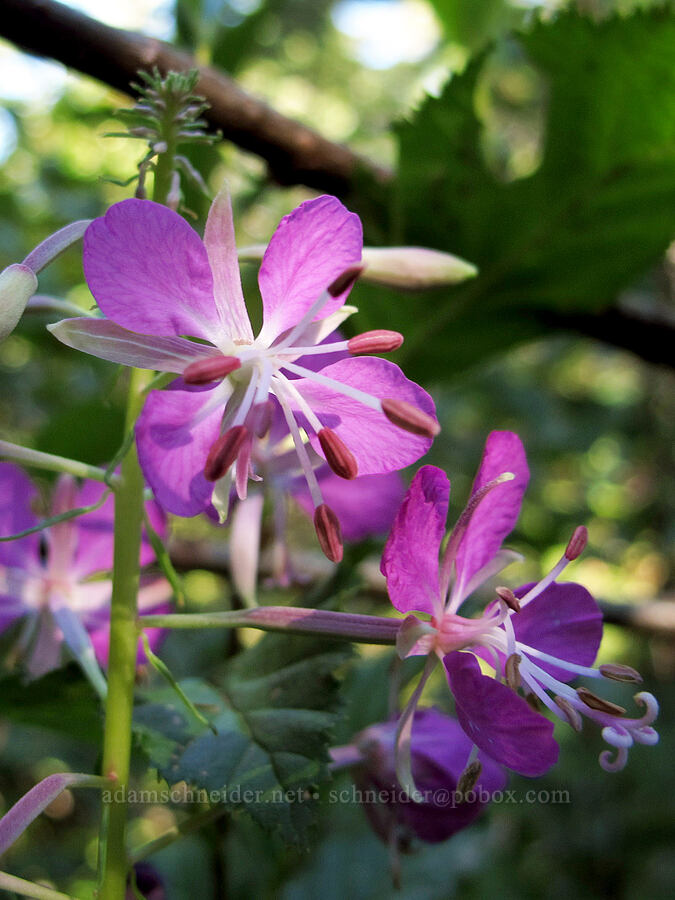 fireweed (Chamerion angustifolium (Chamaenerion angustifolium) (Epilobium angustifolium)) [South Breitenbush Trail, Mt. Jefferson Wilderness, Marion County, Oregon]