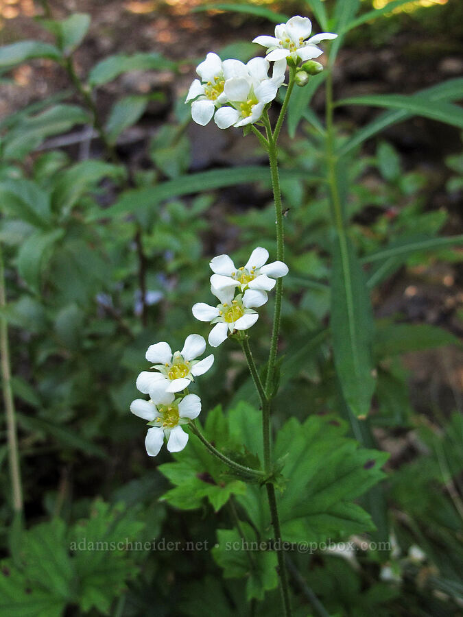 mountain boykinia (Boykinia major) [South Breitenbush Trail, Mt. Jefferson Wilderness, Marion County, Oregon]