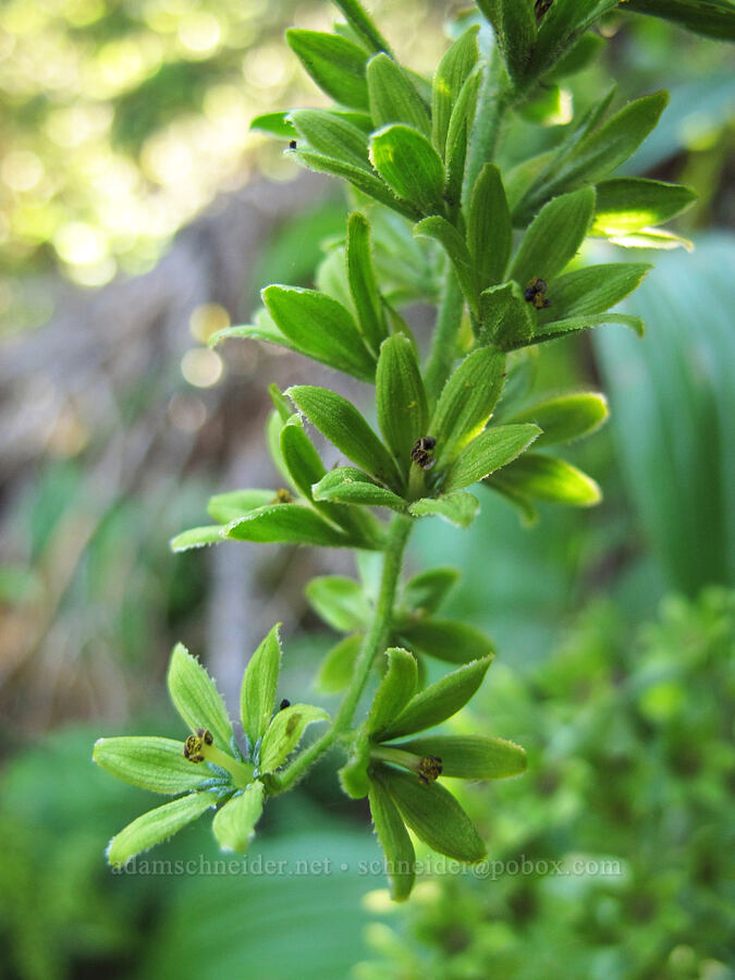 corn lily flowers (Veratrum viride var. eschscholtzianum (Veratrum eschscholtzii)) [South Breitenbush Trail, Mt. Jefferson Wilderness, Marion County, Oregon]