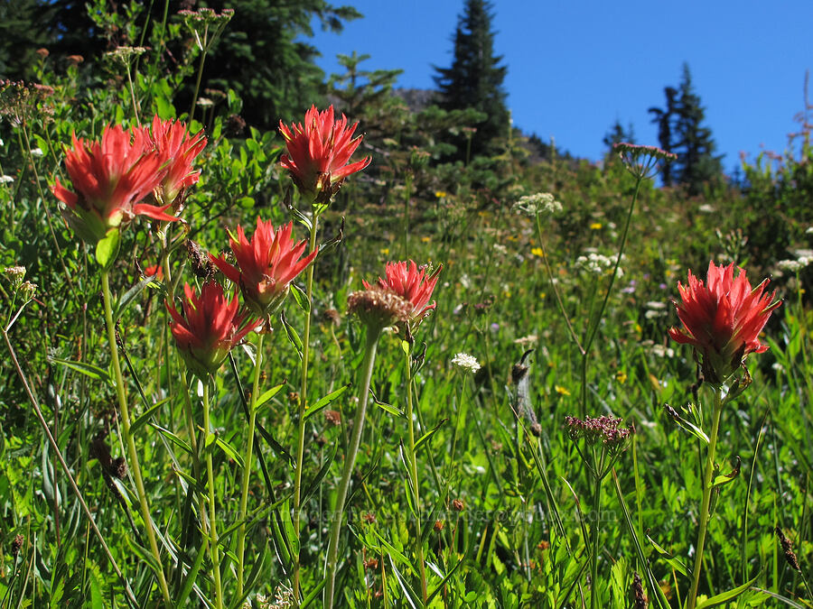 scarlet paintbrush (Castilleja miniata) [South Breitenbush Trail, Mt. Jefferson Wilderness, Marion County, Oregon]