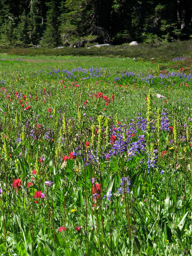 wildflower meadow (Castilleja parviflora var. oreopola, Lupinus latifolius, Pedicularis bracteosa, Dodecatheon jeffreyi (Primula jeffreyi)) [South Breitenbush Trail, Mt. Jefferson Wilderness, Marion County, Oregon]