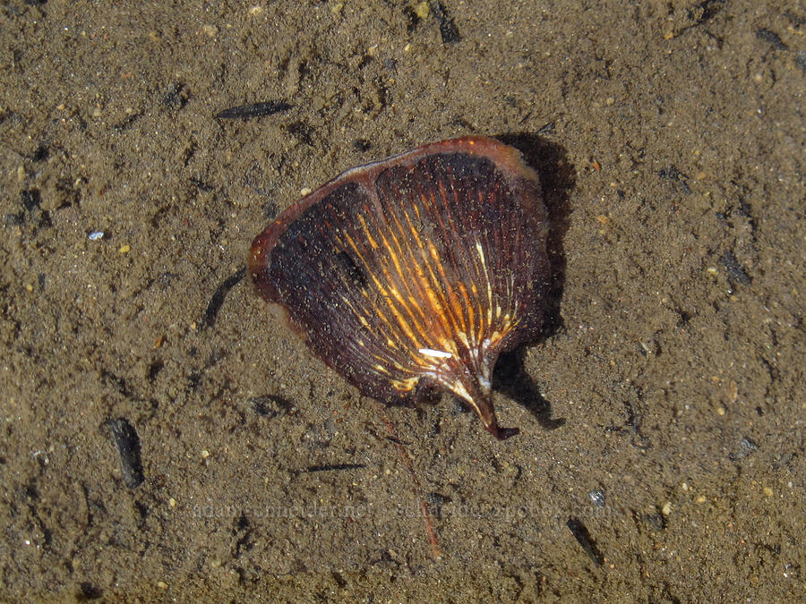 fir seed in Rock Lake (Abies sp.) [Jefferson Park, Mt. Jefferson Wilderness, Marion County, Oregon]