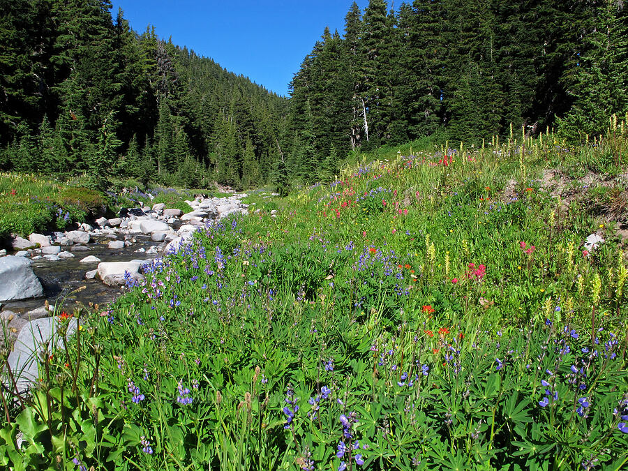 wildflowers (Lupinus latifolius, Castilleja parviflora var. oreopola, Castilleja suksdorfii, Pedicularis bracteosa) [South Breitenbush River, Mt. Jefferson Wilderness, Marion County, Oregon]