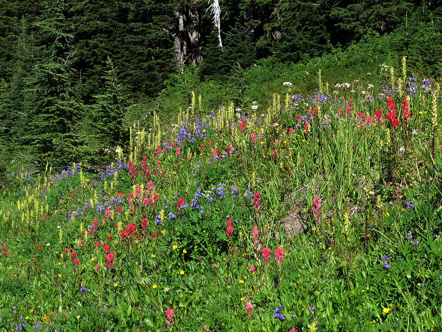 wildflowers (Lupinus latifolius, Castilleja parviflora var. oreopola, Pedicularis bracteosa, Potentilla flabellifolia) [South Breitenbush River, Mt. Jefferson Wilderness, Marion County, Oregon]