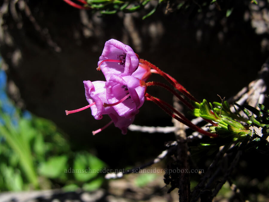 pink mountain heather (Phyllodoce empetriformis) [South Breitenbush River, Mt. Jefferson Wilderness, Marion County, Oregon]